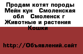 Продам котят породы Мейн-кун - Смоленская обл., Смоленск г. Животные и растения » Кошки   
